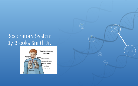 Respiratory System by brooks smith on Prezi