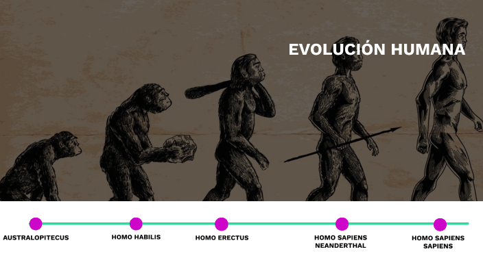 Trabajo Evolución Humana By Natalia Florina Banica On Prezi