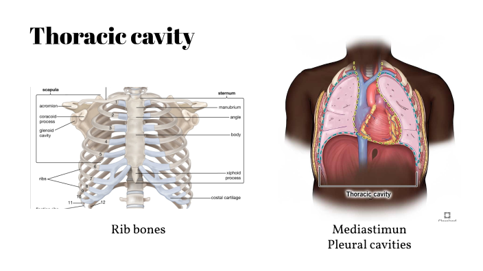 Thoracic cavity by ้ๆ ่ฑ on Prezi Biology Diagrams