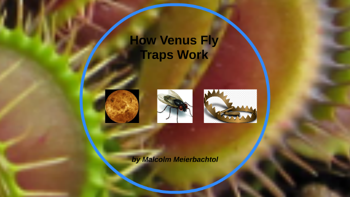 How Venus Flytraps Work