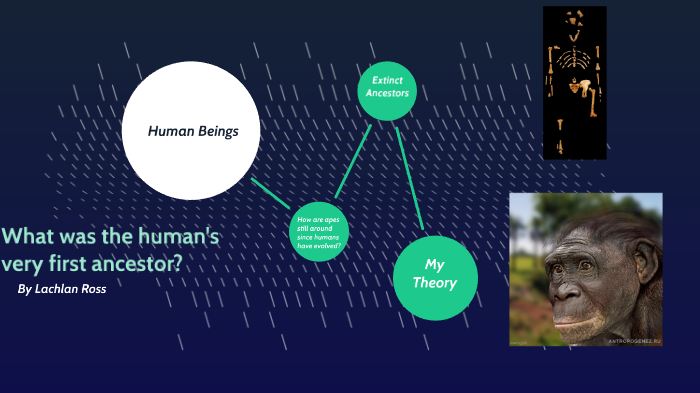 Human Evolution by Lachlan Ross on Prezi