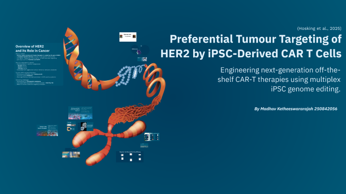 Preferential Tumor Targeting of HER2 by iPSC-Derived CAR T Cells by ...