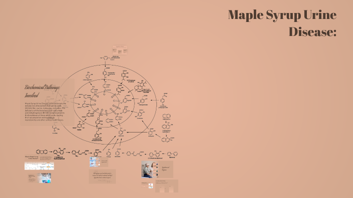 Understanding Maple Syrup Urine Disease: Biochemical Pathways and ...