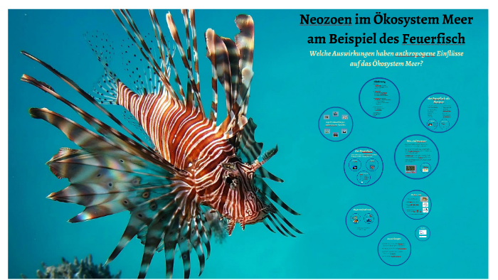 Neozoen Neozoen im Ökosystem Meer by Helen Hase on Prezi