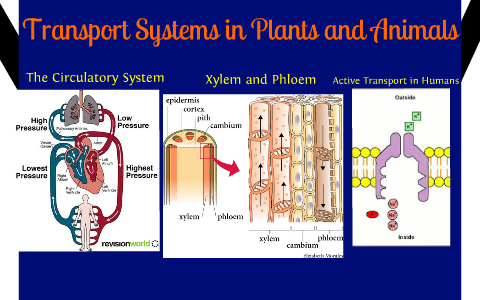 Transport Systems in Plants and Animals by isabel foster on Prezi