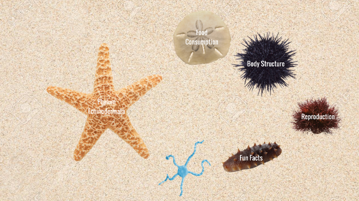 Phylum Echinodermata by Cecelia Degenfelder on Prezi