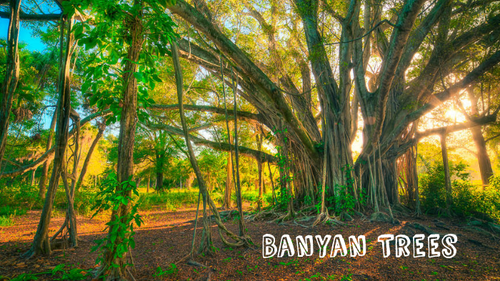 Banyan Trees by Andrea Karmazyn on Prezi