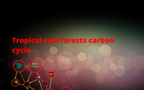 Tropical rain forests carbon cycle by on Prezi
