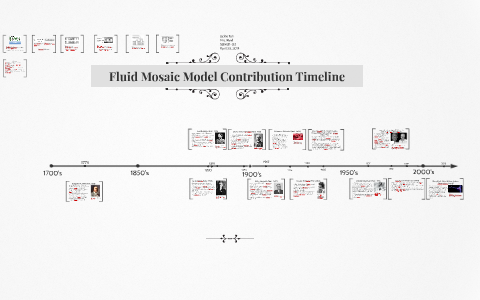 Fluid Mosaic Model Timeline By Jackie Tan