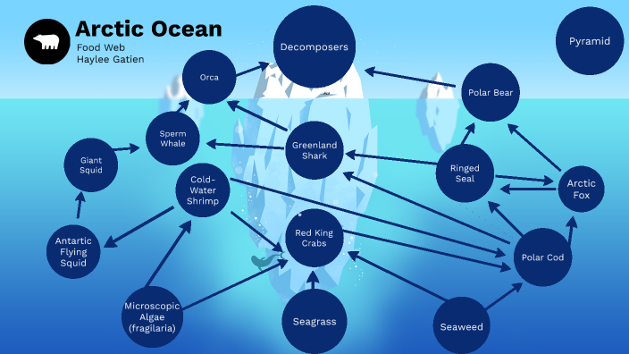 Arctic Ocean Food Web By Haylee G On Prezi   Zkl3u2ut6y7qmks5bxcfsqxnhp6jc3sachvcdoaizecfr3dnitcq 3 0 