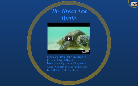 The Sea Turtle. by Cindy Nash on Prezi