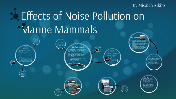 Effects of Noise Pollution on Marine Mammals by Micaiah Atkins