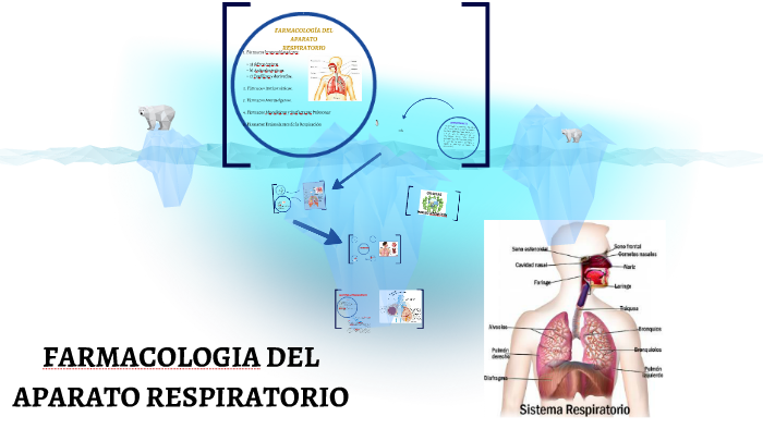 FARMACOLOGIA DEL APARATO RESPIRATORIO By Eduardo Jose Montes On Prezi