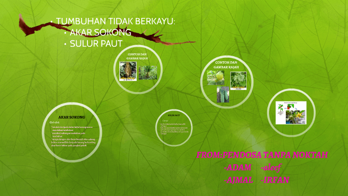 Tumbuhan Tidak Berkayu By Ajmal Mustafa On Prezi Next