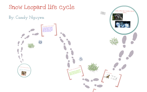 Snow leopard life cycle by Candy Nguyen on Prezi