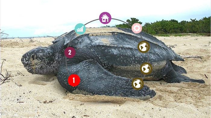 Leatherback Sea Turtle by Tara Turnbull on Prezi