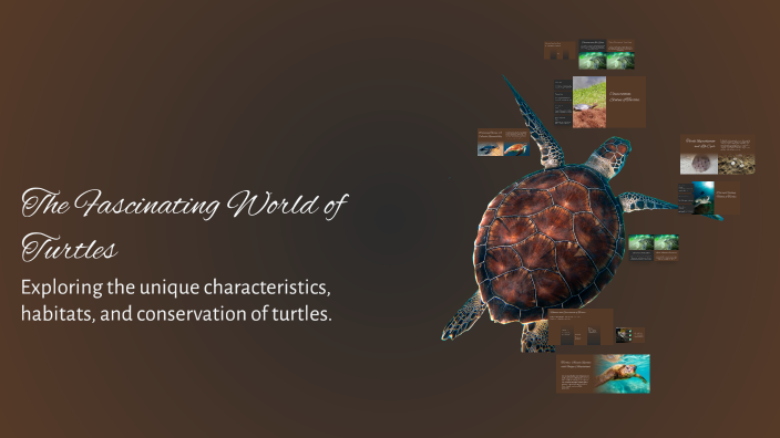 The Fascinating World of Turtles by Olga Modrzyk on Prezi