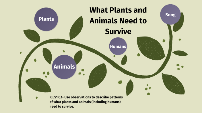 what-plants-and-animals-need-to-survive-by-kristen-giles