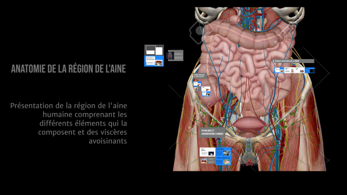 anatomie-de-la-r-gion-de-l-aine-by-elmehdi-boussafi-on-prezi