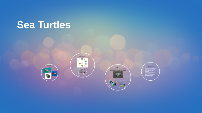 Sea Turtles by Emily Boisvert on Prezi