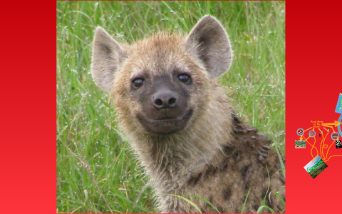 HYENA food chain by tom nagle on Prezi Biology Diagrams