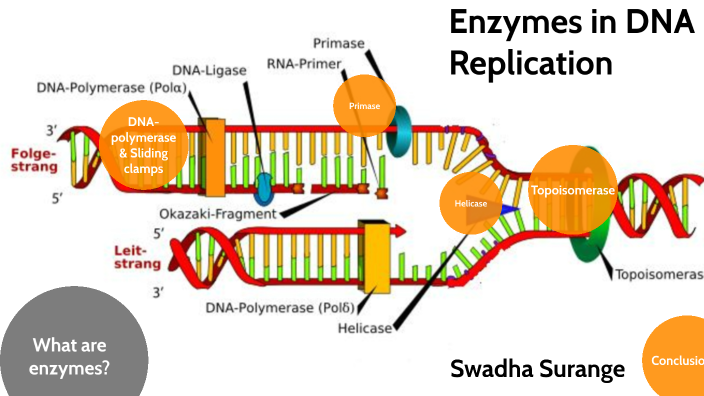 Enzymes in DNA Replication by Swadha Surange on Prezi