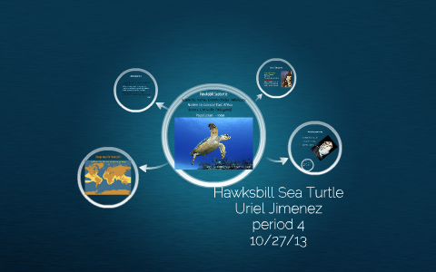 Hawksbill Sea Turtle by uriel jimenez on Prezi