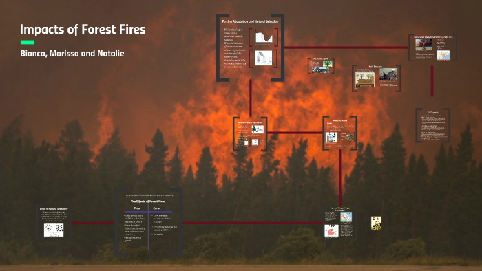 Impacts of Forest Fires by Natalie Bergenstein on Prezi