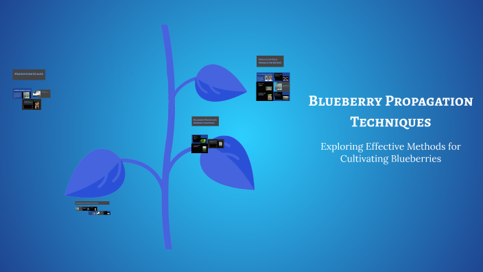Blueberry Propagation Techniques by Remy Porfido on Prezi
