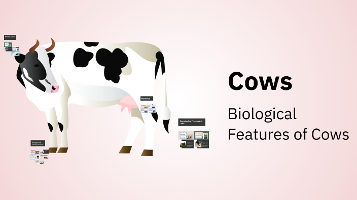 Cows by Оксана Ж on Prezi