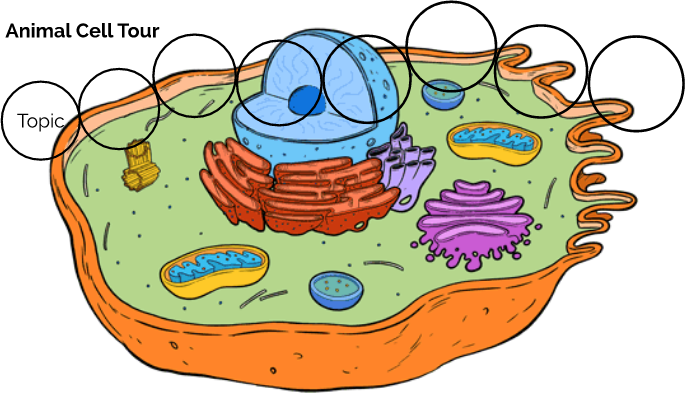 Cell structure and function creative writing assignment picture