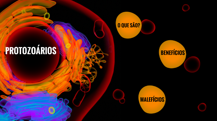 imagens de protozoários