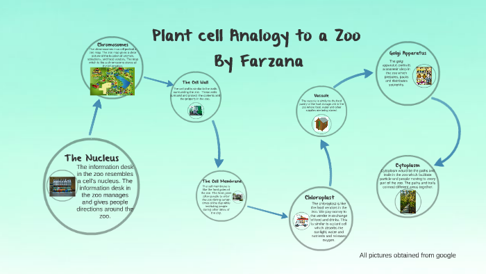 Plant Cell Analogy to a Zoo by Farzana Sharefe