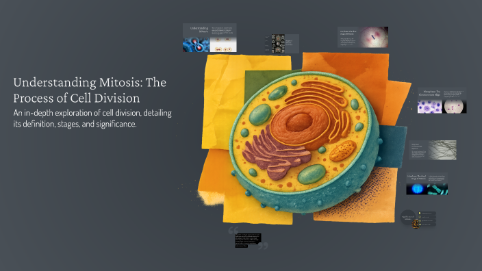 Understanding Mitosis: The Process of Cell Division by sancia ruiz on Prezi