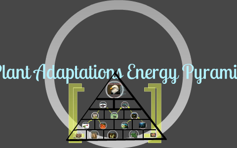 Plant adaptations, Energy pyramid by chase sturdivant on Prezi