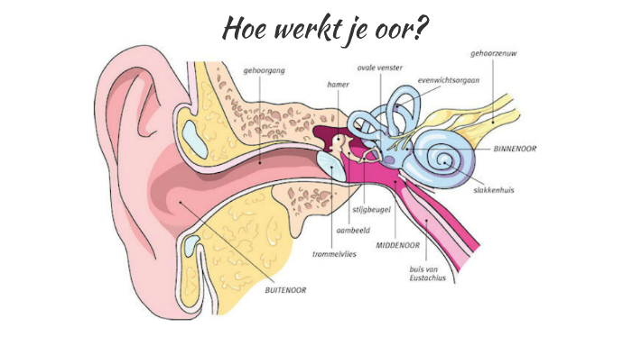 hoe werkt je oor by Benelux its the best on Prezi