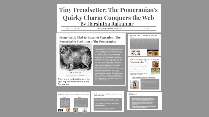 Dog Evolution Project - Pomeranian by Harshitha Rajkumar on Prezi