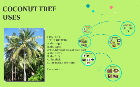 about coconut tree