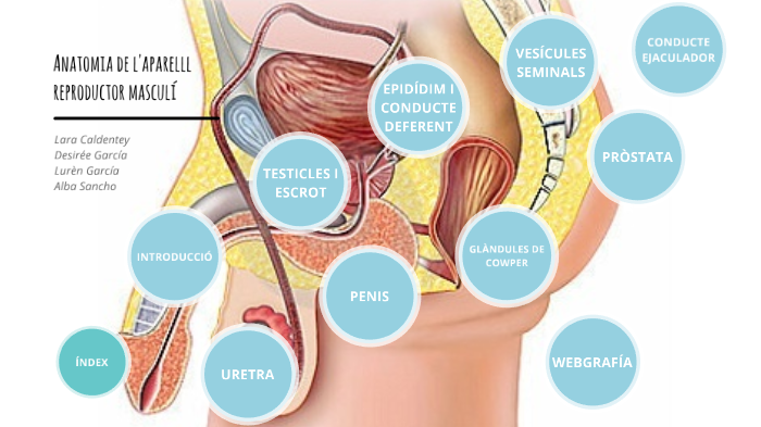 anatomia prostata netter pictures