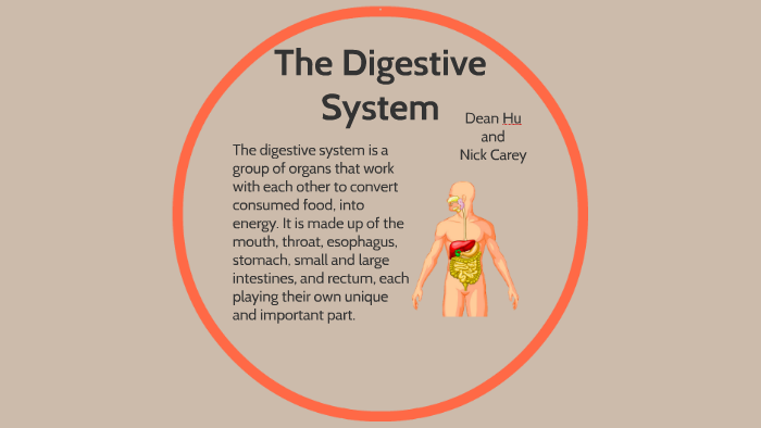 The Digestive System by Dean Hu on Prezi