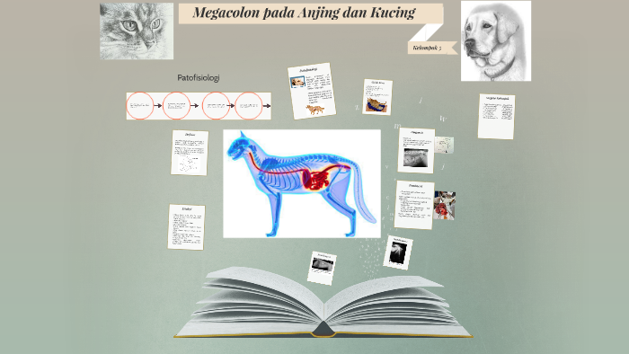 Megacolon Pada Anjing Dan Kucing By Roby Rohmandhani On Prezi