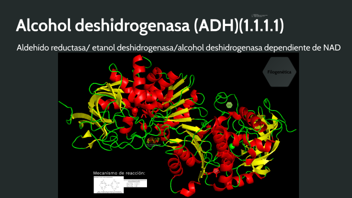 Alcohol deshidrogenasa by Clovis Maroun on Prezi