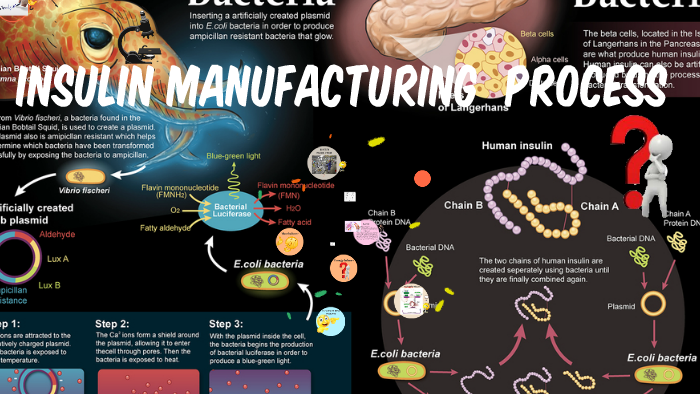 Insulin Manufacturing Process By Aishvi Jain