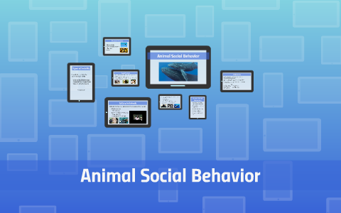 Animal Social Behavior by