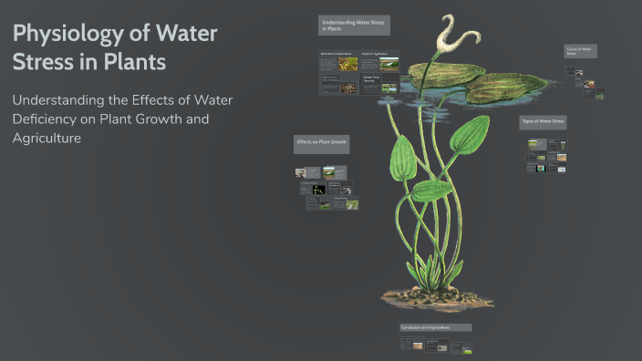 Physiology Of Water Stress In Plants By Suman Kumar On Prezi