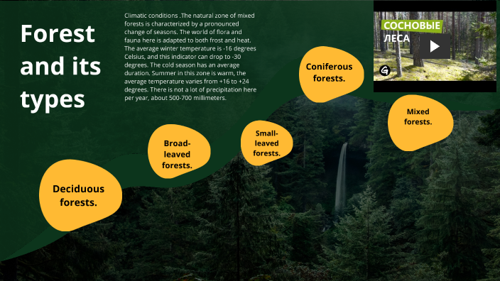 forest-and-its-types-by-stas-stas