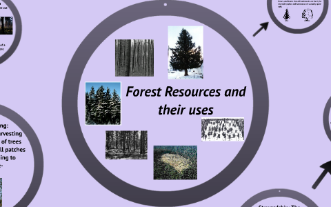 Forest Resources And Their Uses By Samantha Oleary On Prezi Next