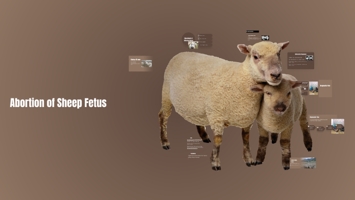 Abortion of Sheep Fetus Due to Cache Valley Fever Virus by Kathryn ...