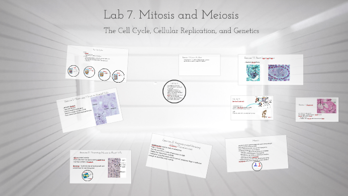 Lab 7. Mitosis and Meiosis by David Ruckle on Prezi