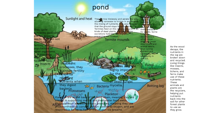 australian pond by eli letham on Prezi